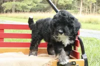 Bruno, a male Miniature Bernedoodle for sale in Oldtown, MD – 2 of 4