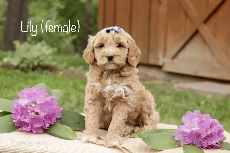 Lily – Miniature Goldendoodle puppy for sale in Oldtown, MD