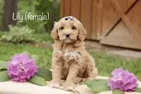 Lily, a female Miniature Goldendoodle for sale in Oldtown, MD – 1 of 4