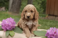 Opal, a male Miniature Goldendoodle for sale in Oldtown, MD – 2 of 4