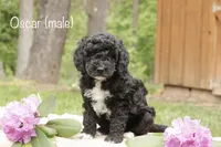 Oscar, a male Miniature Goldendoodle for sale in Oldtown, MD – 1 of 4