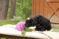 Poppy, a female Miniature Goldendoodle for sale in Oldtown, MD – 2 of 3