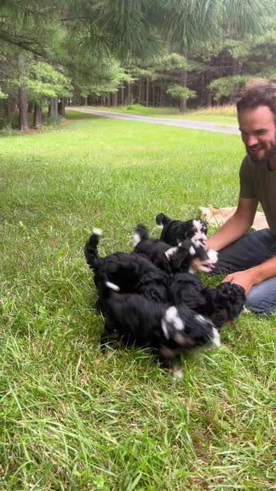 Beauty, a female Miniature Bernedoodle for sale in Oldtown, MD – 8 of 8