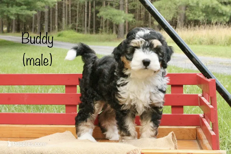 Buddy – Miniature Bernedoodle puppy for sale in Oldtown, MD
