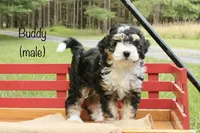 Buddy, a male Miniature Bernedoodle for sale in Oldtown, MD – 1 of 5