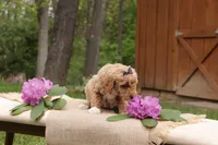 Cala, a female Miniature Goldendoodle for sale in Oldtown, MD – 4 of 4