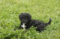 Oscar, a male Miniature Goldendoodle for sale in Oldtown, MD – 4 of 4