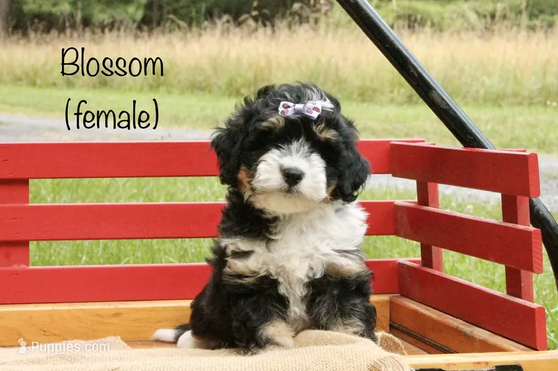Blossom – Miniature Bernedoodle puppy for sale in Oldtown, MD