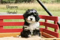 Blossom, a female Miniature Bernedoodle for sale in Oldtown, MD – 1 of 5