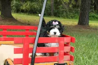 Beauty, a female Miniature Bernedoodle for sale in Oldtown, MD – 6 of 8
