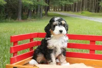 Buddy, a male Miniature Bernedoodle for sale in Oldtown, MD – 4 of 5