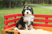 Buddy, a male Miniature Bernedoodle for sale in Oldtown, MD – 3 of 5