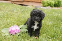 Oscar, a male Miniature Goldendoodle for sale in Oldtown, MD – 2 of 4