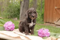 Oakley, a male Miniature Goldendoodle for sale in Oldtown, MD – 3 of 3