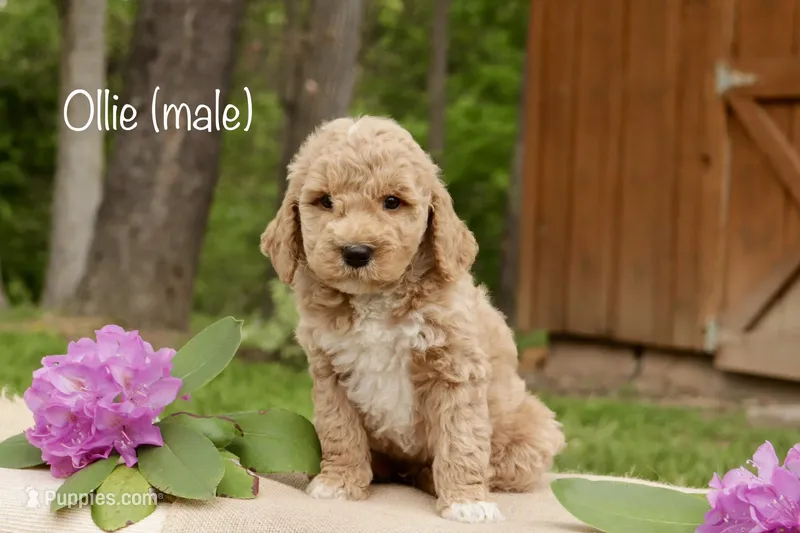 Ollie – Miniature Goldendoodle puppy for sale in Oldtown, MD