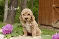 Ollie, a male Miniature Goldendoodle for sale in Oldtown, MD – 1 of 2