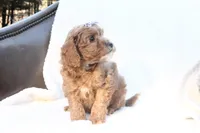Rhea, a male Miniature Goldendoodle for sale in Oldtown, MD – Photo 4 of 4