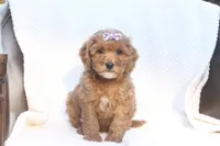 Rhea, a male Miniature Goldendoodle for sale in Oldtown, MD – Photo 3 of 4