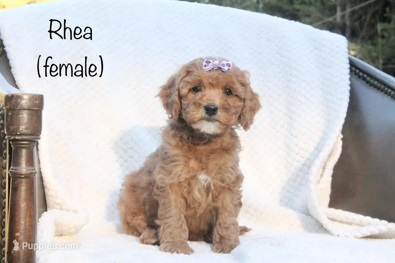 Rhea – Miniature Goldendoodle puppy for sale in Oldtown, MD