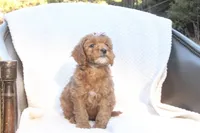 Rhea, a male Miniature Goldendoodle for sale in Oldtown, MD – Photo 2 of 4