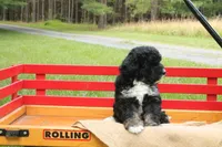 Bruno, a male Miniature Bernedoodle for sale in Oldtown, MD – 4 of 4