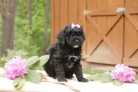 Poppy, a female Miniature Goldendoodle for sale in Oldtown, MD – 3 of 3