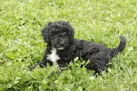 Oscar, a male Miniature Goldendoodle for sale in Oldtown, MD – 3 of 4