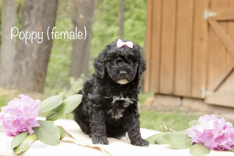 Poppy – Miniature Goldendoodle puppy for sale in Oldtown, MD