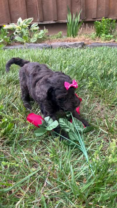 Iris , a female Miniature Goldendoodle for sale in Oldtown, MD – 4 of 5