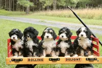 Beauty, a female Miniature Bernedoodle for sale in Oldtown, MD – 2 of 8