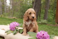 Opal, a male Miniature Goldendoodle for sale in Oldtown, MD – 3 of 4