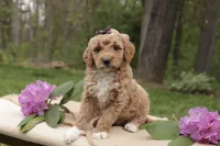 Cala, a female Miniature Goldendoodle for sale in Oldtown, MD – 2 of 4