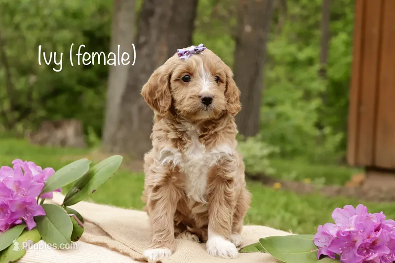Ivy – Miniature Goldendoodle puppy for sale in Oldtown, MD