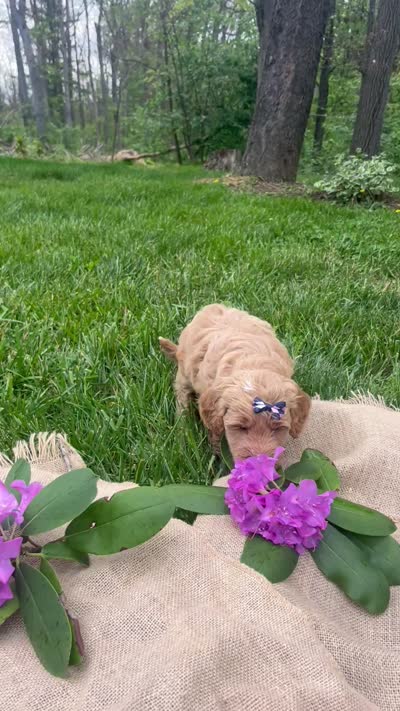 Lily, a female Miniature Goldendoodle for sale in Oldtown, MD – 5 of 5