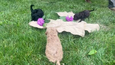Iris , a female Miniature Goldendoodle for sale in Oldtown, MD – 5 of 5