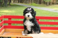 Beauty, a female Miniature Bernedoodle for sale in Oldtown, MD – 7 of 8