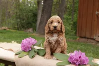 Opal, a male Miniature Goldendoodle for sale in Oldtown, MD – 4 of 4