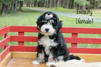 Beauty, a female Miniature Bernedoodle for sale in Oldtown, MD – 1 of 8