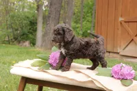Oakley, a male Miniature Goldendoodle for sale in Oldtown, MD – 2 of 3