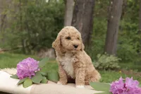 Ollie, a male Miniature Goldendoodle for sale in Oldtown, MD – 2 of 2