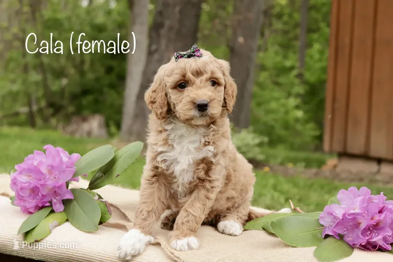 Cala – Miniature Goldendoodle puppy for sale in Oldtown, MD