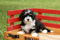 Blossom, a female Miniature Bernedoodle for sale in Oldtown, MD – 2 of 5
