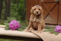 Lily, a female Miniature Goldendoodle for sale in Oldtown, MD – 4 of 4