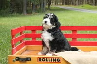 Beauty, a female Miniature Bernedoodle for sale in Oldtown, MD – 5 of 8