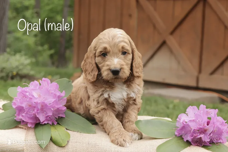 Opal – Miniature Goldendoodle puppy for sale in Oldtown, MD