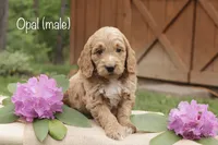 Opal, a male Miniature Goldendoodle for sale in Oldtown, MD – 1 of 4
