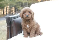 Tobi, a male Miniature Goldendoodle for sale in Oldtown, MD – Photo 3 of 5