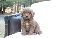Tobi, a male Miniature Goldendoodle for sale in Oldtown, MD – Photo 2 of 5