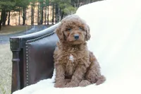 Tobi, a male Miniature Goldendoodle for sale in Oldtown, MD – Photo 4 of 5