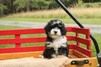 Blossom, a female Miniature Bernedoodle for sale in Oldtown, MD – 3 of 5
